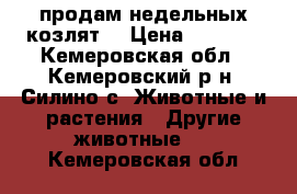 продам недельных козлят  › Цена ­ 1 000 - Кемеровская обл., Кемеровский р-н, Силино с. Животные и растения » Другие животные   . Кемеровская обл.